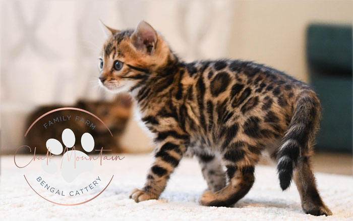 Bengal kitten for sale